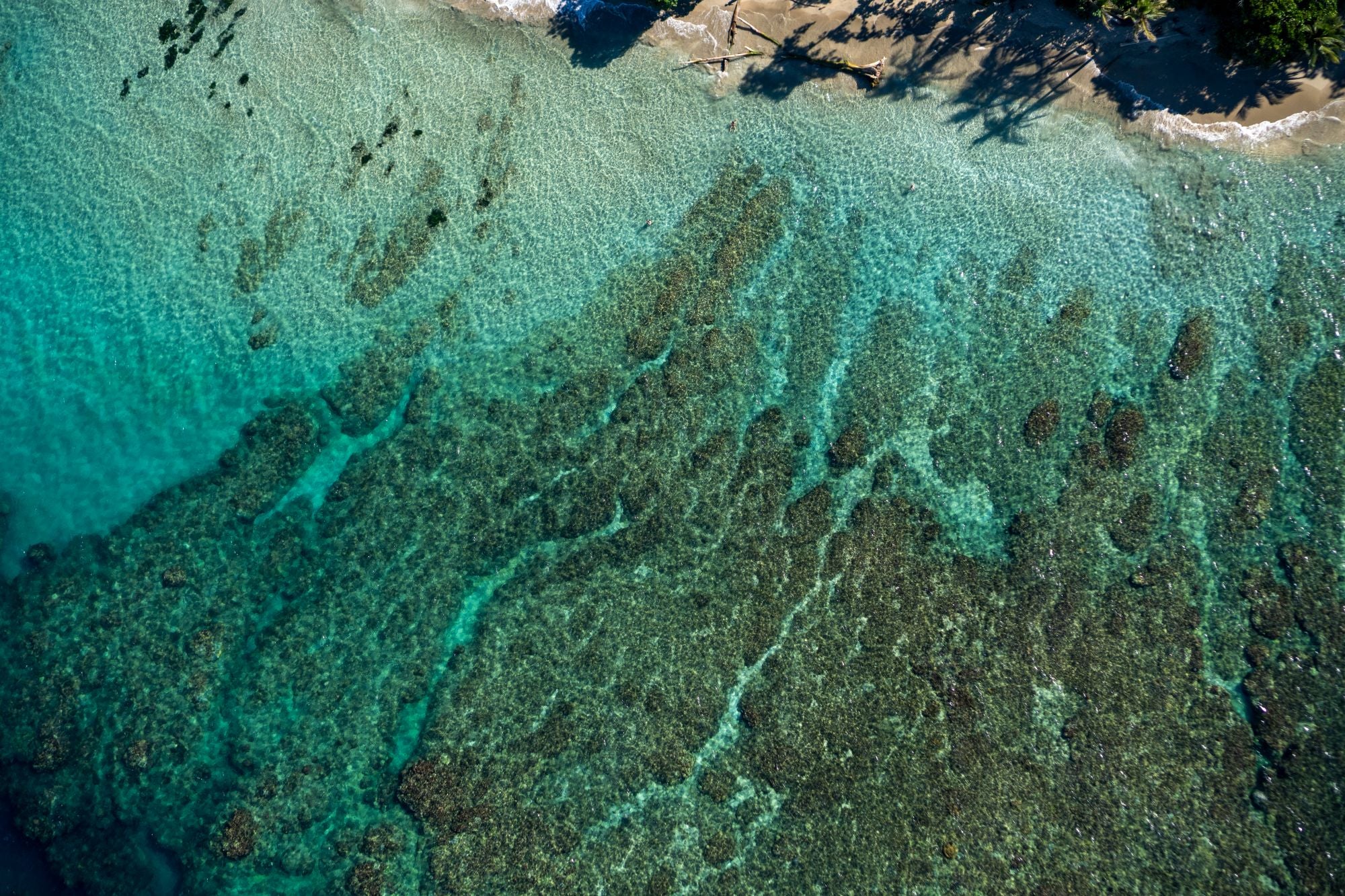 Caracola - Boardshort