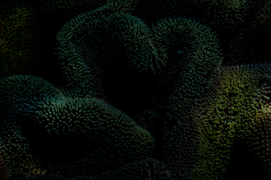 Bikini Top - Anemona